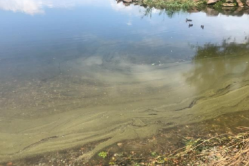 Consigli per un bagno sicuro nel lago ceresio - Indicazioni in caso di evidente presenza di fioriture algali